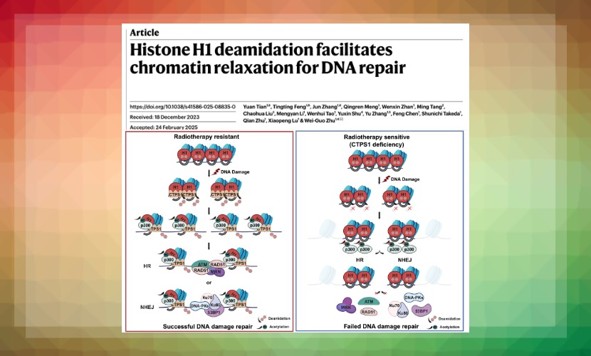 Nature！深圳大學朱衛國教授團隊取得癌癥防治基礎研究突破性進展